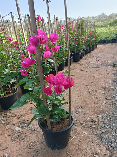 Al Safa Nursery LLC - United Arab Emirates|Seeh Dibba - Fujairah|H6GP+66M