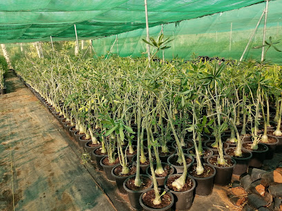 WILD FLORA HORTICULTURE LLC - RAS-AL-KHAIMAH NURSERY - Umm Al Quawain - +971 55 859 2884