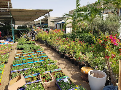 Nad Al Sheba Nursery - Umm Al Quawain - +971 55 620 0102