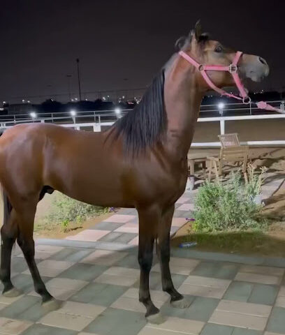 Aljazeerah equestrian club - Sharjah - +971 50 377 0370