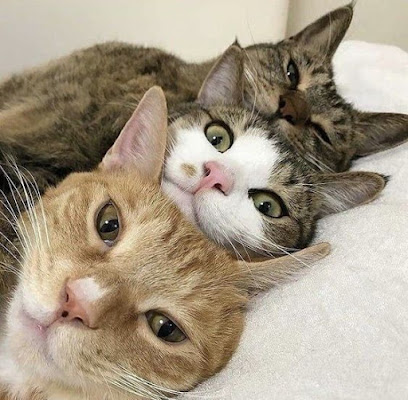 The Cat Vet - Umm Al Quawain - +971 800 228838