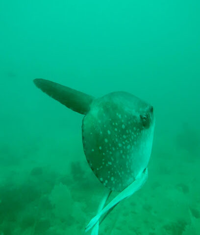 Diverscatclub East Coast Scuba Diving UAE - Sharjah - +971 56 153 1290