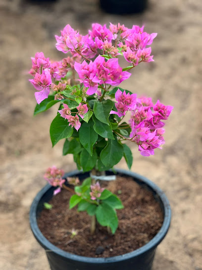 Mars Nursery - United Arab Emirates|Seeh Dibba - Fujairah|H6GP+66M