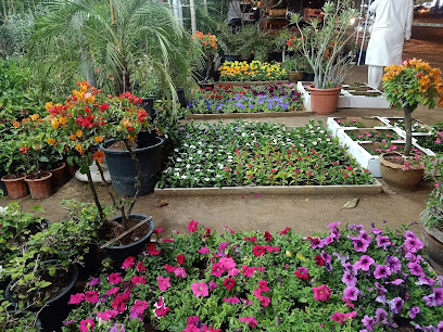 Nursery for plants & flowers مشتل نباتات و زهور - Umm Al Quawain - +971 50 772 4989