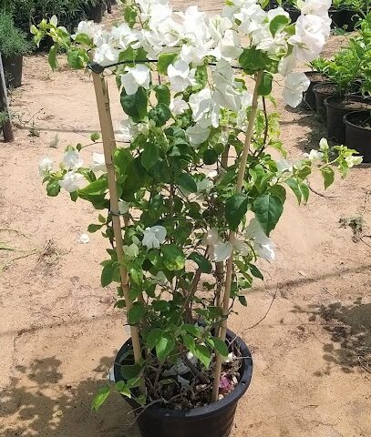 Desert Rose Agricultural Nursery Ajman - Umm Al Quawain - +971 56 403 9144