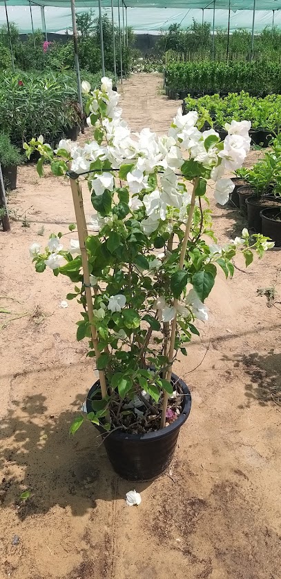 Desert Rose Agricultural Nursery Ajman - United Arab Emirates|Mohathab - Sharjah|Al Zubair|CM6W+M7P