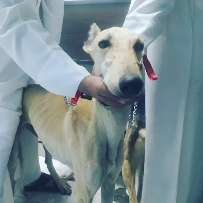 Care Veterinary Clinic عيادة العناية البيطرية - Umm Al Quawain - +971 3 784 8221