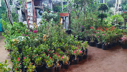 Al Jawhara Plants Nursery - Umm Al Quawain -