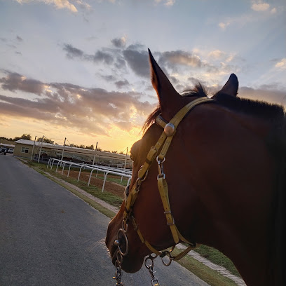 Mas Endurance stable - Sharjah -