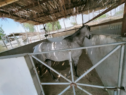 Reeh-Ash-Shamal Stables - Sharjah - +971 55 855 5777