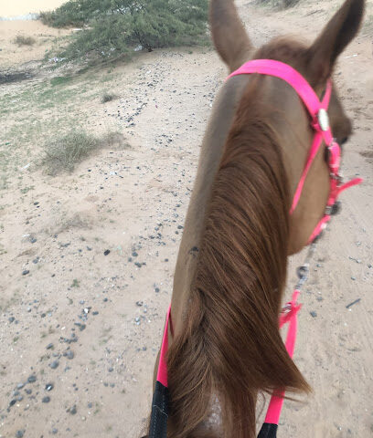 mm stables - Sharjah - +971 55 616 9790