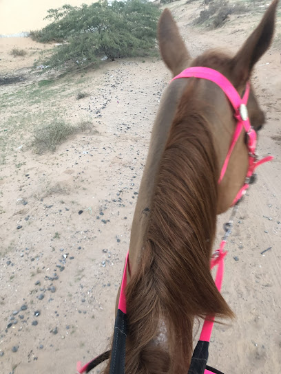 mm stables -