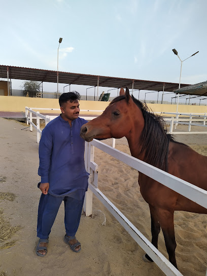 Yas Stud - United Arab Emirates|Al Wathbah - Abu Dhabi|5QJ4+R2C