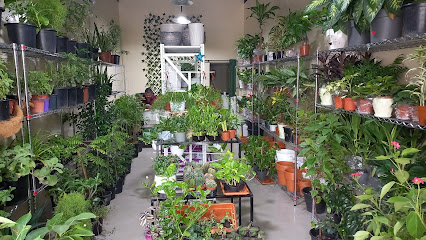 Live gardens flowers & ornamental plants trading CO. LLC - Sharjah - +971 56 355 3782