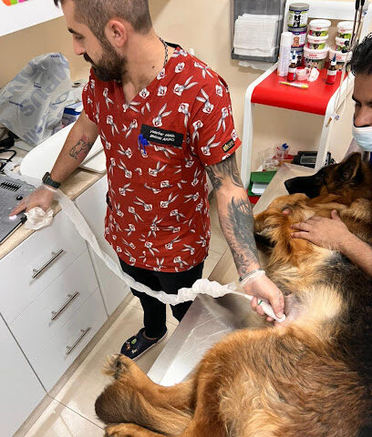 Pet care clinic veterinary - Umm Al Quawain - +971 50 343 8778
