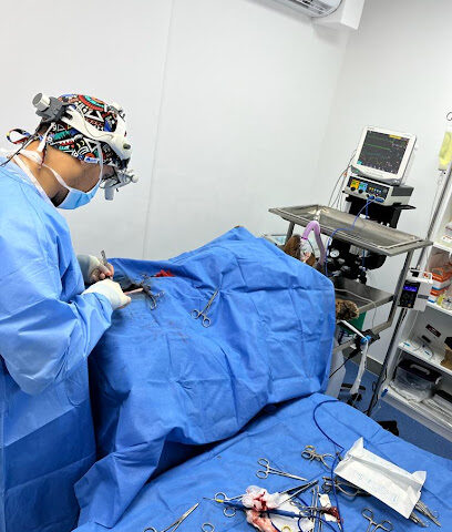 عيادة القطط البيطرية - Cat Veterinary clinic - Umm Al Quawain - +971 50 321 1817