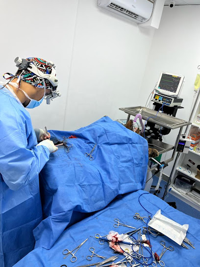 عيادة القطط البيطرية - Cat Veterinary clinic - United Arab Emirates|Al Wathbah - Al-Wathba South - Abu Dhabi|7JHX+3V