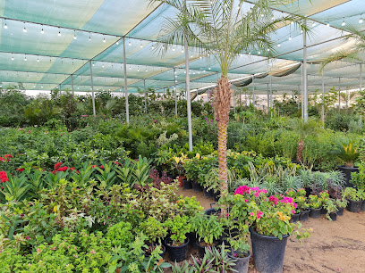 مشتل المنامة - Umm Al Quawain - +971 50 490 5705