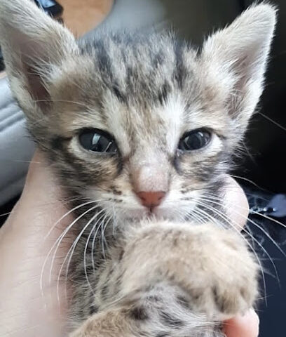 Al-Rayah Al-baydaa vet clinic - عيادة الرايه البيضاء البيطرية - Umm Al Quawain - +971 56 939 5000