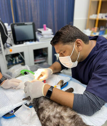The City Vet Clinic - Mirdif Branch - Umm Al Quawain - +971 800 3990