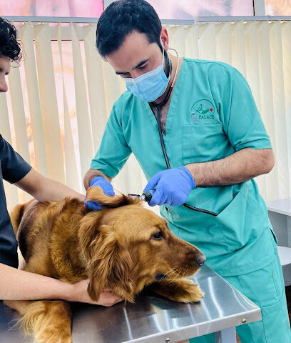 Pet Palace Veterinary Clinic - Umm Al Quawain - +971 55 348 5152