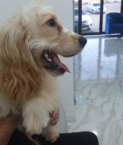 aleef veterinary clinic.uae - Umm Al Quawain - +971 56 823 7664