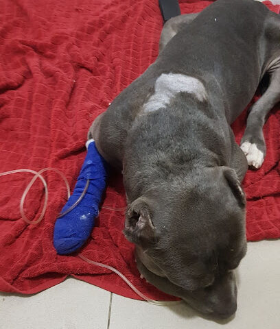 THE VETERINARY HOSPITAL - Umm Al Quawain - +971 4 338 7726