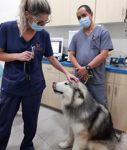 The City Vet Clinic - JVT Branch - Umm Al Quawain - +971 800 3990