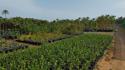 Al Samaa Nursery - Umm Al Quawain - +971 50 755 4746