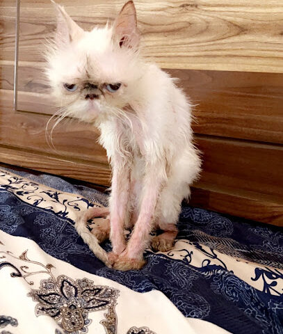 Roaya Veterinary Clinic L.L.C عيادة رؤية البيطرية - Umm Al Quawain - +971 56 570 2003