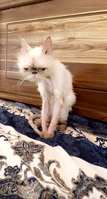 Roaya Veterinary Clinic L.L.C عيادة رؤية البيطرية - United Arab Emirates|Al Raas - الراس 1 - Umm Al Quawain|King Faisal St|Al Andalus Building