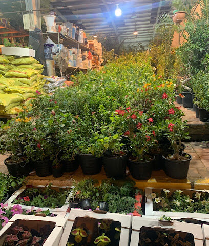 NOURIN AGRICULTURAL Ajman flower and plant market Shop# 1 - Umm Al Quawain - +971 55 979 5453