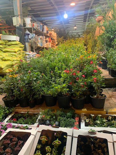 NOURIN AGRICULTURAL Ajman flower and plant market Shop# 1 - United Arab Emirates|Ajman Industrial 1 - Ajman|9FRH+Q95