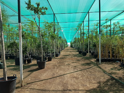 Barari Nursery - Umm Al Quawain - +971 56 414 8428