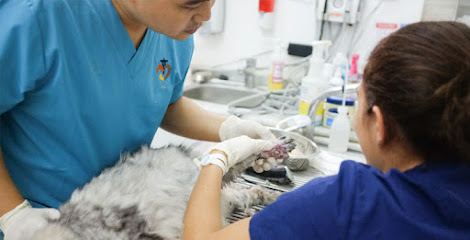 The City Vet Clinic - Al Wasl Branch - Umm Al Quawain - +971 800 3990