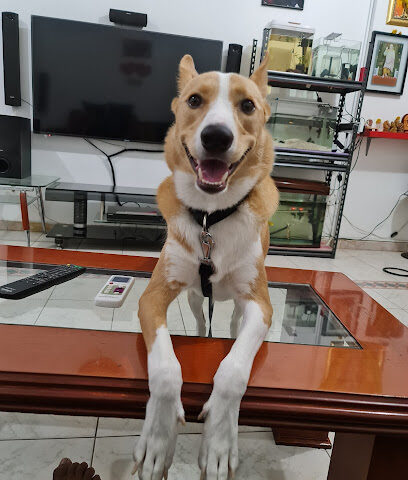 Little Paws Vet Clinic LLC - Umm Al Quawain - +971 6 769 0186