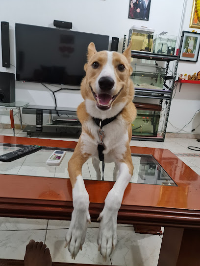 Little Paws Vet Clinic LLC - United Arab Emirates|Al Heerah Suburb - Al Qadisiya - Sharjah|Villa 317 Telescope Street