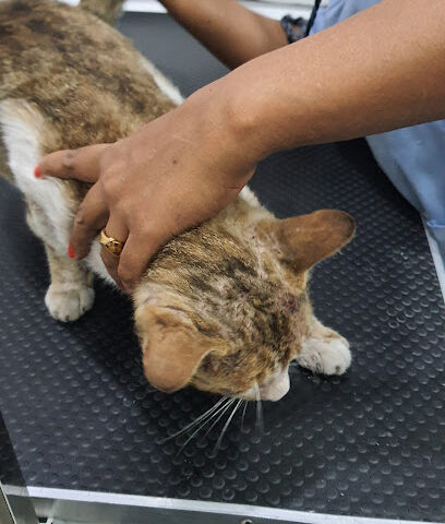 Al Watania Vet Clinic - Umm Al Quawain - +971 6 569 1791