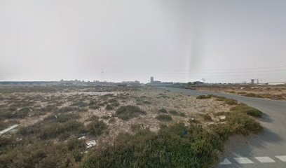 Ajnas Ajju - Umm Al Quawain -