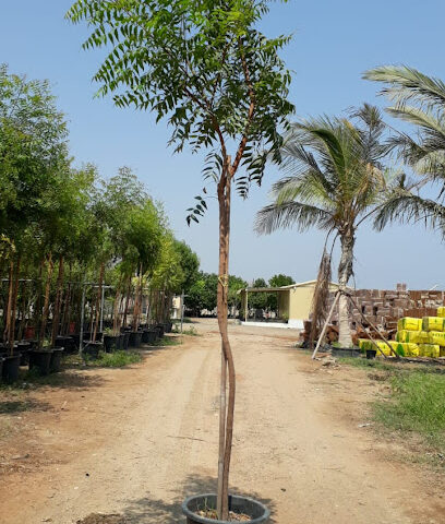 The Green Nursery Sales - Abu Dhabi -