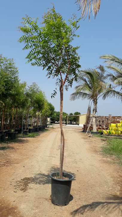 The Green Nursery Sales - United Arab Emirates|Seeh Dibba - Fujairah|H6FQ+V6V