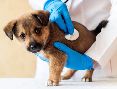 BRITISH Veterinary Hospital - Abu Dhabi - +971 4 246 2600