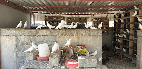 Al Raihan chicken الريحان للدواجن - Abu Dhabi - +971 50 330 5770