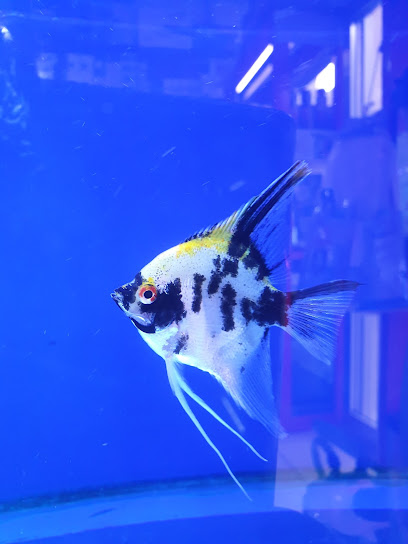 Green Oasis Aquarium - United Arab Emirates|Sharjah|Shop No.52