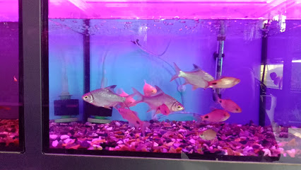 AL HOOT AL AZRAQ ornamental fish tr - Abu Dhabi - +971 56 788 2642