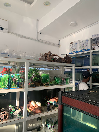 NOOR AL SAFA ORNAMENTAL FISH . TR - United Arab Emirates|Al Sharq - Bu Tina - Sharjah|34 Ibrahim Al Tabari St|5 Street