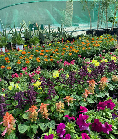 Home Yard Nurseries - مشتل هوم يارد -  - +971 58 600 6322