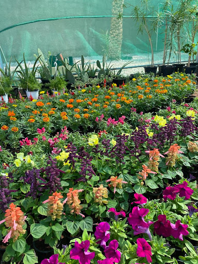 Home Yard Nurseries - مشتل هوم يارد - United Arab Emirates|Al Markhaniyyah - Bida Bin Ammar - Abu Dhabi|street