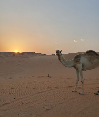 Mzeerʻah - Abu Dhabi -