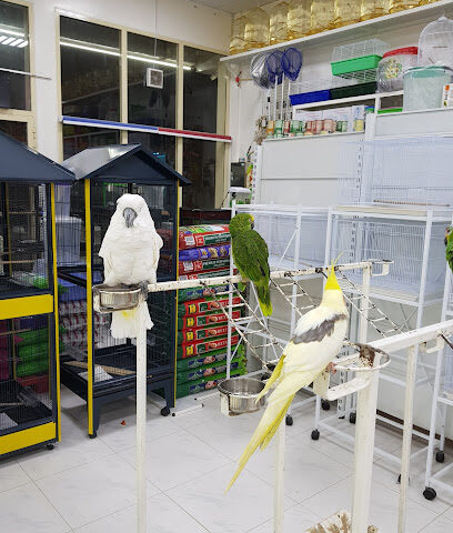 أليف لتجارة الحيوانات Aleef animals trading - Abu Dhabi - +971 50 855 8385